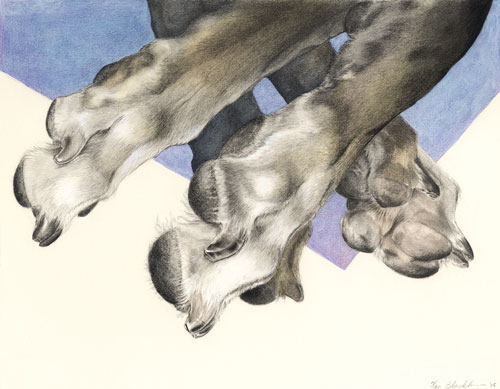 "Brilly's Feet" by Xan Blackburn. mixed media. greyhound portrait, greyhound, dog, dog portrait "Brilly's Feet" by Xan Blackburn. mixed media