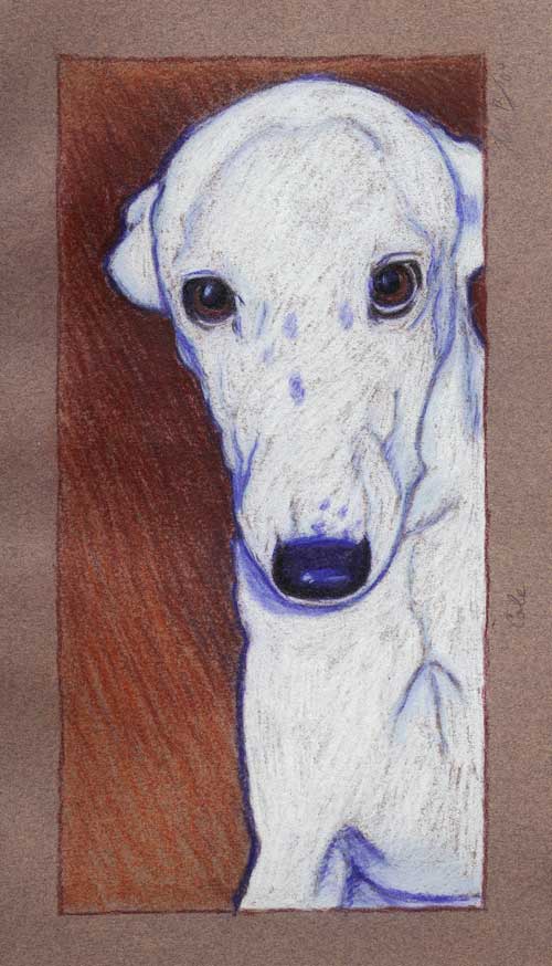 "Cole" by Xan Blackburn. Conte crayon on paper. Pet portrait, greyhound, hound, dog, dog portrait "Cole" by Xan Blackburn. Conte crayon on paper.