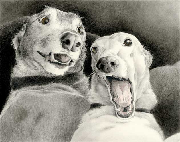 "Dave and Ween" by Xan Blackburn. Graphite and watercolor on paper. Pet portrait, greyhound portrait, greyhound, sighthound, dog, dog portrait "Dave and Ween" by Xan Blackburn. Graphite and watercolor on paper
