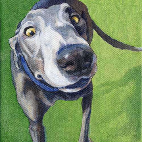 "Dax" by Xan Blackburn. Acrylic on canvas, Pet portrait, greyhound portrait, greyhound, sighthound, dog, dog portrait "Dax" by Xan Blackburn. Acrylic on canvas