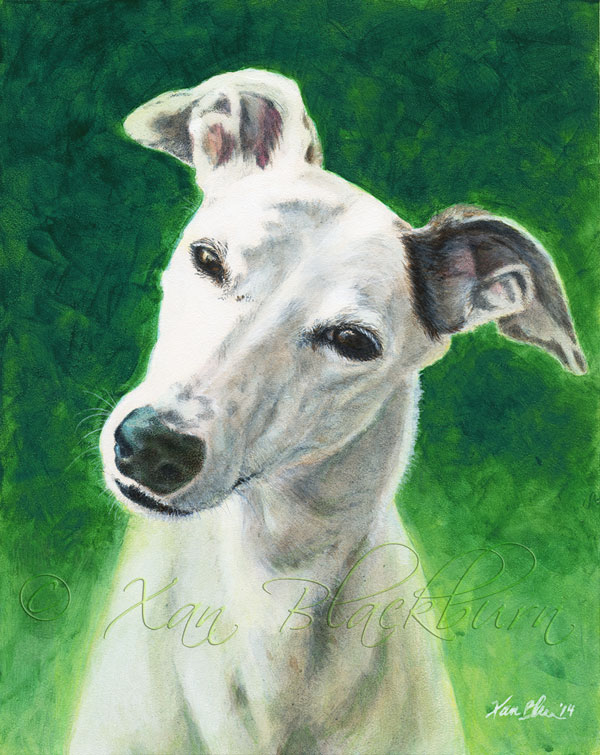 "Katie" by Xan Blackburn. Acrylic on Aquabord.  8" x 10", Xan Blackburn, Pet portrait, greyhound, hound, dog, dog portrait