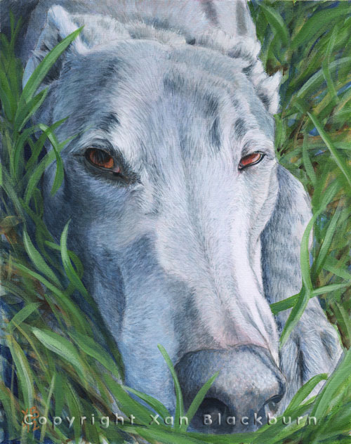 "Coltrane" by Xan Blackburn. Acrylic on canvas panel.  Pet portrait, hound, dog, dog portrait