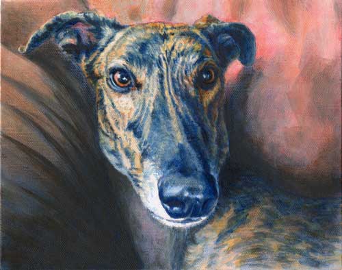 Petey, by Xan Blackburn acrylic 8x10, greyhound, brindle, pet portrait