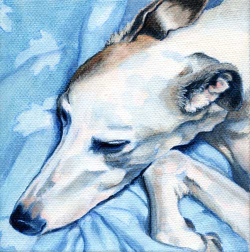 "Show" by Xan Blackburn. acrylic on canvas, greyhound portrait, dog, dog portrait "Show" by Xan Blackburn. acrylic on canvas