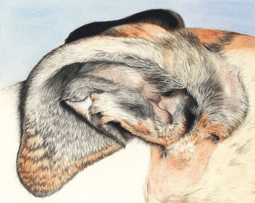"Wabi's Ear/Rosebud Ear" by Xan Blackburn. mixed media. greyhound portrait, greyhound, dog, dog portrait "Wabi's Ear/Rosebud Ear" by Xan Blackburn. mixed media