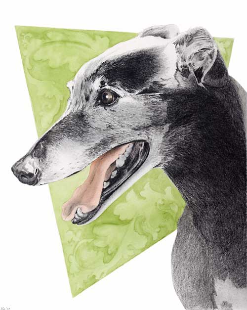 "Rascal" by Xan Blackburn. mixed media, greyhound, hound, greyhound portrait, dog, dog portrait "Rascal" by Xan Blackburn. mixed media
